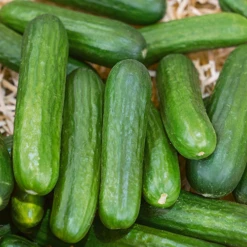 Muncher Cucumber