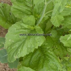 Florida Broad Leaf Mustard Greens