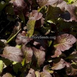 Red Giant Mustard Greens