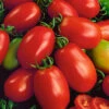 Napoli Tomato