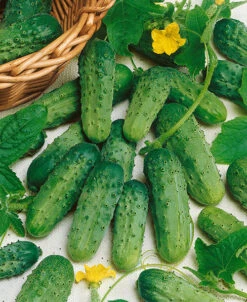 National Pickling Cucumber