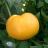 Nebraska Wedding Tomato