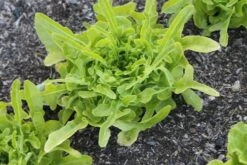 Oak Leaf Lettuce