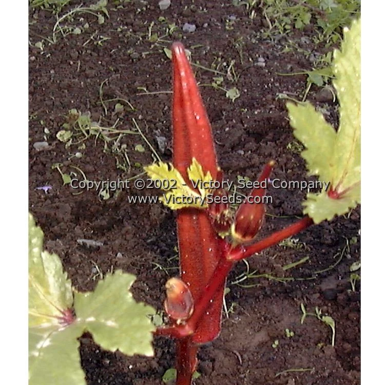Red Burgundy Okra - Image 3