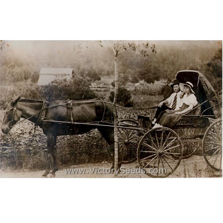 Mama Payton's Okra - Image 6