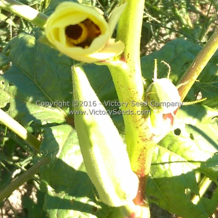 Mama Payton's Okra - Image 3