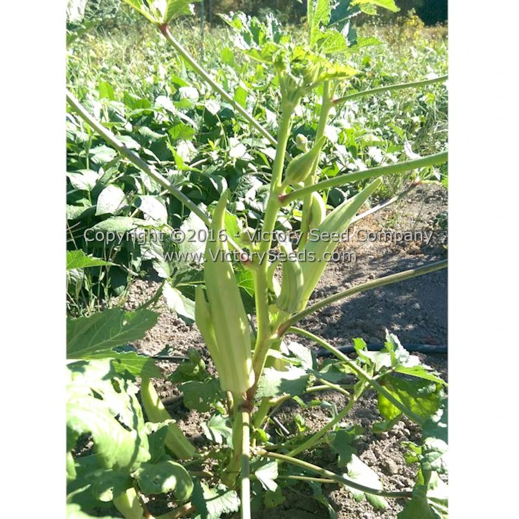 Mama Payton's Okra - Image 2