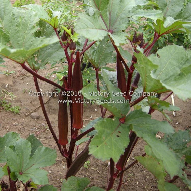 Red Burgundy Okra - Image 2