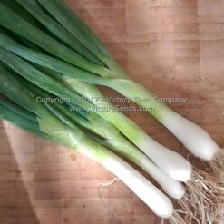 Heshiko Japanese Bunching Onion