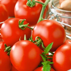 Oregon Spring Tomato