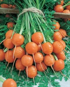 Parisian Carrot