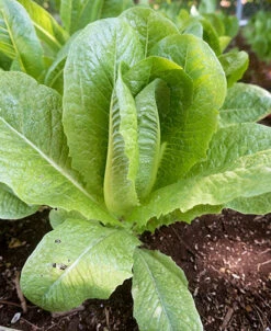 Parris Island Cos Romaine Lettuce