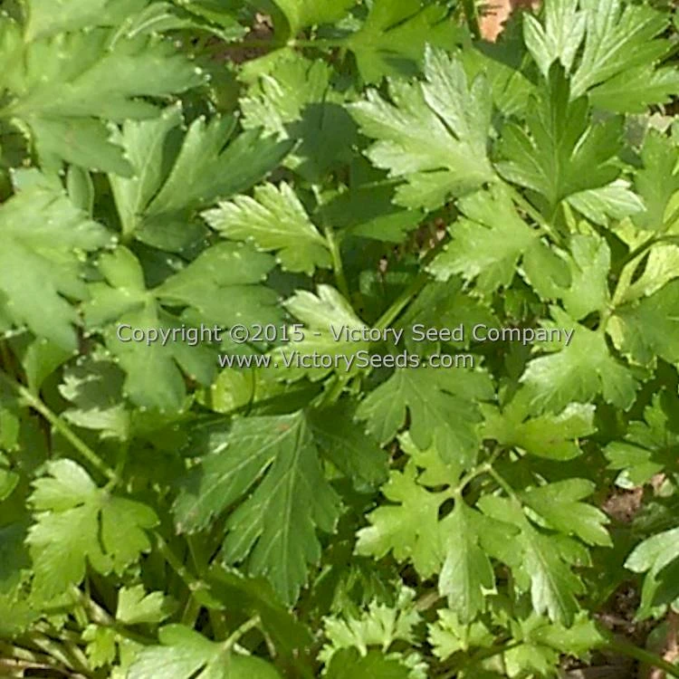 Italian Parsley - Image 3