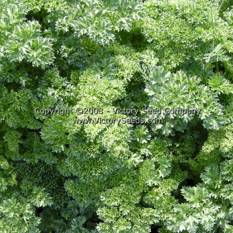 Moss Curled Parsley - Image 2
