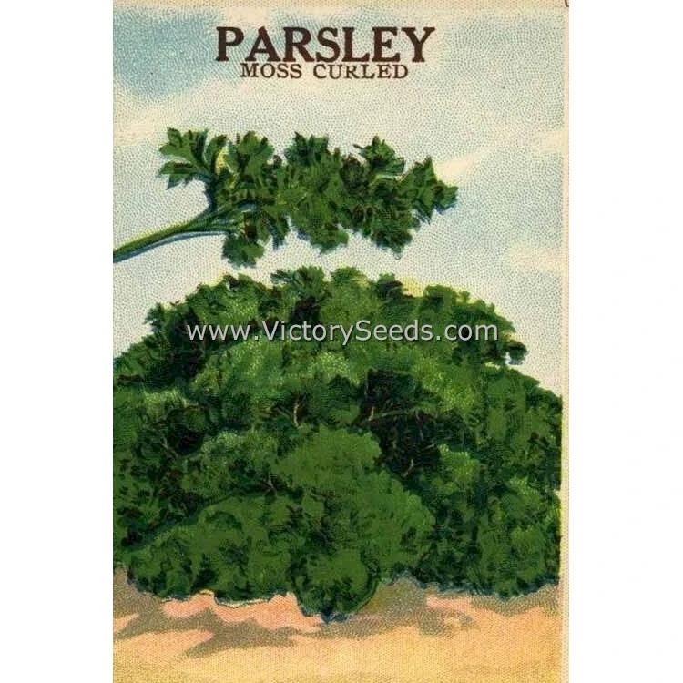 Moss Curled Parsley - Image 4