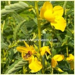 Partridge Pea