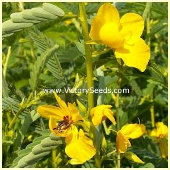 Partridge Pea