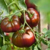 Paul Robeson Tomato