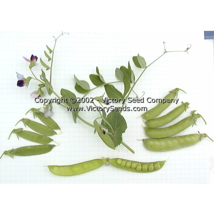 Dwarf Gray Sugar Pod Snap Pea - Image 4