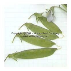 Dwarf Gray Sugar Pod Snap Pea