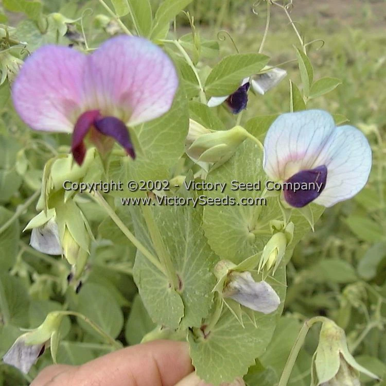 Dwarf Gray Sugar Pod Snap Pea - Image 2