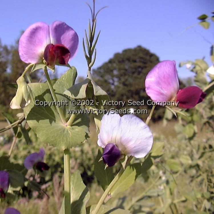 Dwarf Gray Sugar Pod Snap Pea - Image 3