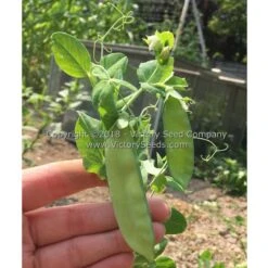 Dwarf White Sugar Snow Pea