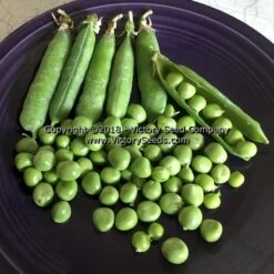 Early Frosty Garden Pea
