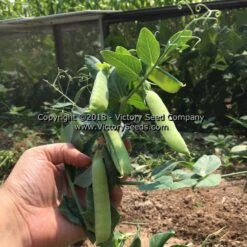 Early Perfection 326 Garden Pea