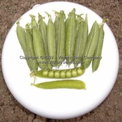 Little Marvel Garden Pea