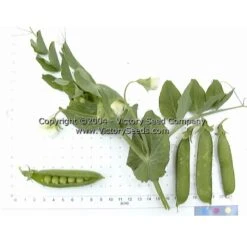 Wando Garden Pea