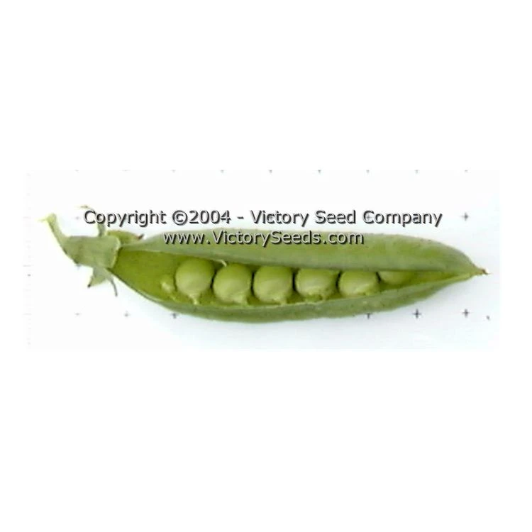Wando Garden Pea - Image 2
