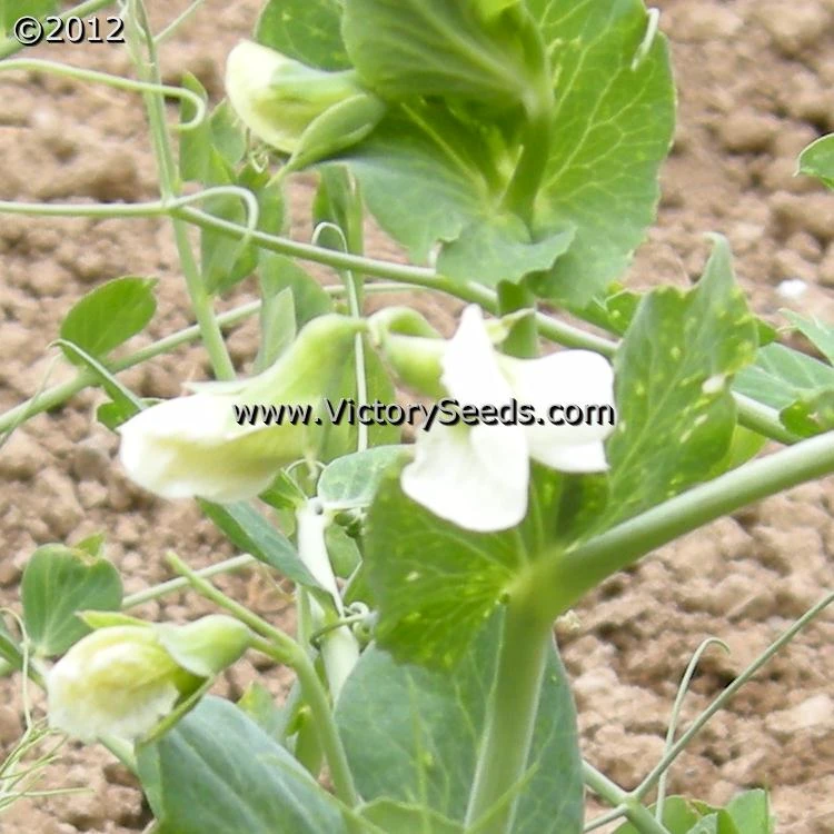 Willet's Wonder Pea - Image 5