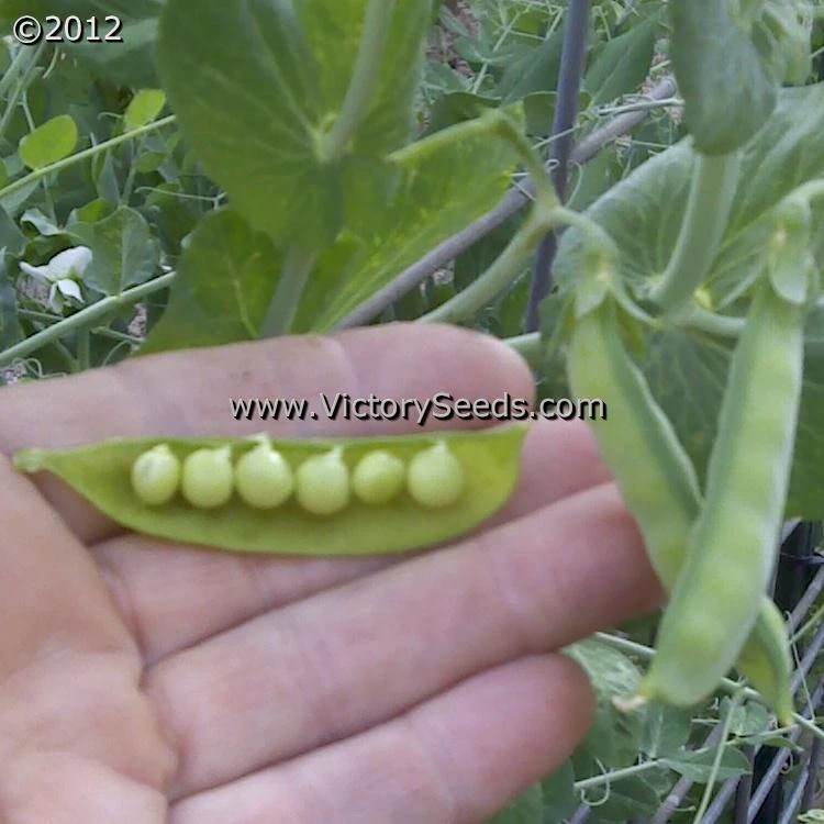 Willet's Wonder Pea - Image 2