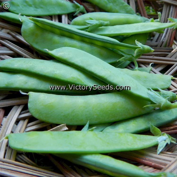 Willet's Wonder Pea - Image 4