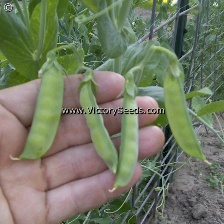 Willet's Wonder Pea - Image 6