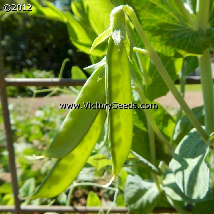 Willet's Wonder Pea - Image 7