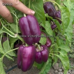 Carolina Amethyst Bell Pepper