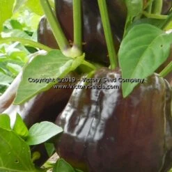 Chocolate Bell Pepper