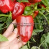 Hajduczek Pepper