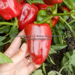 Hajduczek Pepper