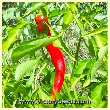 Jimmy Nardello Sweet Pepper - Image 3
