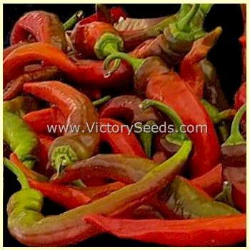 Jimmy Nardello Sweet Pepper - Image 5