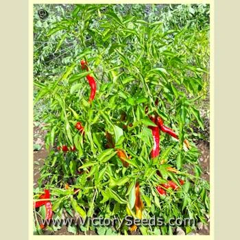 Jimmy Nardello Sweet Pepper - Image 4