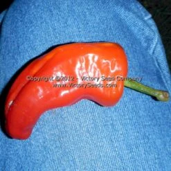 Neapolitan Pepper