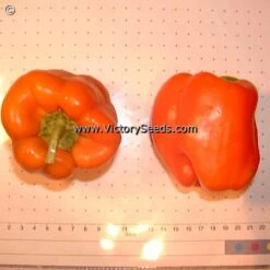 Orange King Bell Pepper