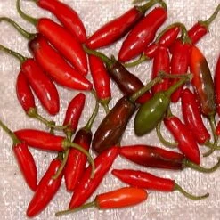 Serrano Hot Pepper
