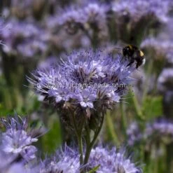 Lacy Phacelia