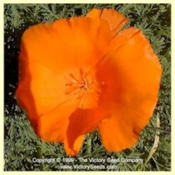 California Poppy