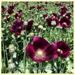 Poppy, Lauren's Grape